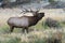 Wild bull elk bugling