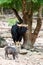 Wild bull gaur standing under big tree with boar