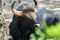 Wild bull oxen, Gaur, resting on the ground