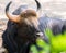 Wild bull oxen, Gaur, resting on the ground