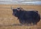 Wild bull of Tibetan yak stands on pasture in the mountains