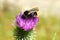 Wild bumblebee sucking thistle pollen from Carduus acanthoides on a green field