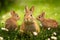Wild bunnies in the meadow