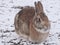 Wild Bunny eating under a birdfeeder and the ground is covered in Snow!