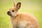 Wild Bunny Feeds on Local Grasses Cute Rabbit