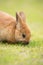 Wild Bunny Feeds on Local Grasses Cute Rabbit