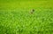 Wild bunny with long ears in green grass