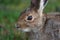 Wild Bunny Rabbit at Yellowstone