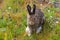 Wild Bunny Rabbit at Yellowstone