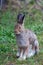 Wild Bunny Rabbit at Yellowstone