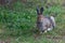 Wild Bunny Rabbit at Yellowstone