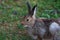 Wild Bunny Rabbit at Yellowstone