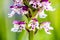 Wild Burnt Orchid