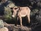 Wild Burro, Donkey, Wildlife