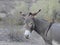 Wild Burro, Donkey, Wildlife