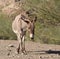 Wild Burro, Donkey, Wildlife