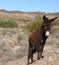 Wild Burro, Donkey, Wildlife