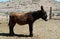 Wild Burro (Equus species) in Fossil Mountain near Red Rock Canyon, Nevada.