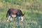 Wild Burro Foal Grazing