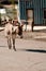 Wild Burro in Oatman, Arizona