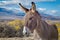 Wild burro in Owens Valley, California