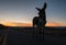 Wild Burro walking on Route 66 in Arizona