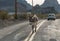 Wild Burro walks the center line, Route 66