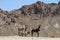 Wild Burros, Donkey, Wildlife