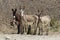 Wild Burros, Donkey, Wildlife