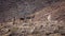 Wild Burros on a Hillside in The Mojave Desert