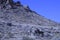 Wild burros in Mojave desert landscape