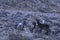 Wild burros in Mojave desert landscape