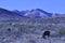 Wild burros in Mojave desert landscape