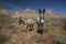 Wild burros in the Nevada desert