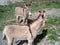 Wild Burros outside of Oatman, Arizona