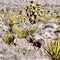 Wild Burros, Red Rock Conservation Area, Southern Nevada, USA