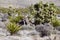 Wild Burros, Red Rock Conservation Area, Southern Nevada, USA