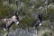 Wild burros in the Sonoran Desert