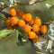 Wild Bush Buckthorn Rusinova lat. Hippophae rhamnoides