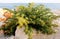 Wild bush in the coast. A plant with sharp, prickly leaves and buds of a flower of yellow color, which grows on rocks by the sea