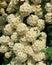 Wild bush of white flowers with green leaves