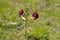 Wild Bushbean granate flower, Macroptilium lathyroides