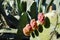 Wild bushes cactus Opuntia ficus-indica (sabra) lit by the sun