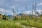 wild bushy meadow of setaria knootroot bristlegrass