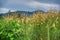wild bushy meadow of setaria knootroot bristlegrass
