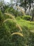 wild bushy meadow of setaria knootroot bristlegrass