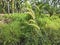 wild bushy meadow of setaria knootroot bristlegrass