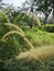 wild bushy meadow of setaria knootroot bristlegrass