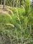 wild bushy meadow of setaria knootroot bristlegrass