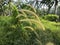 wild bushy meadow of setaria knootroot bristlegrass